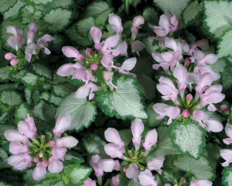 Lamium - jasnota Lamium - jasnota