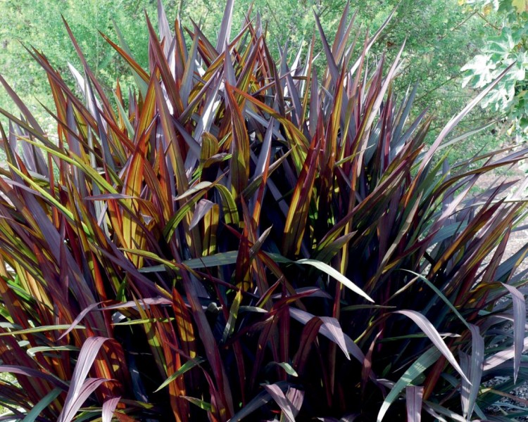 Pennisetum - rozplenica Pennisetum - rozplenica