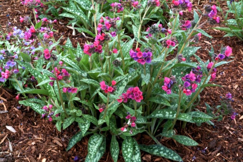 Pulmonaria - miodunka Pulmonaria - miodunka
