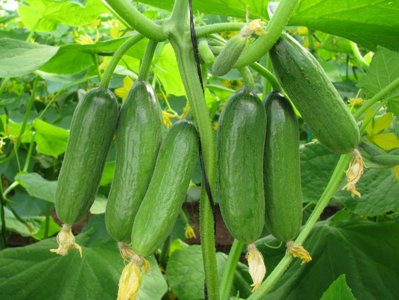 Ogorek (Cucumber) Baby Rocky Ogorek (Cucumber) Baby Rocky