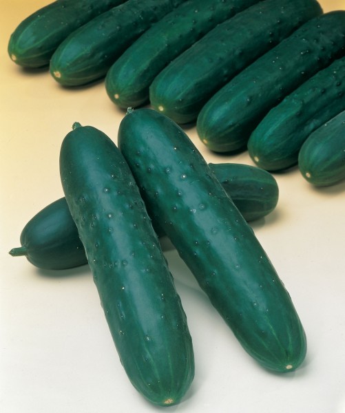 Ogórek (Cucumber) Jazzer Ogórek (Cucumber) Jazzer