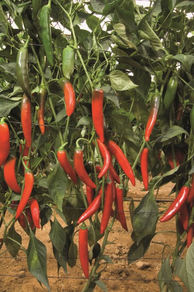 Papryka (Capsicum) Big Devil Papryka (Capsicum) Big Devil