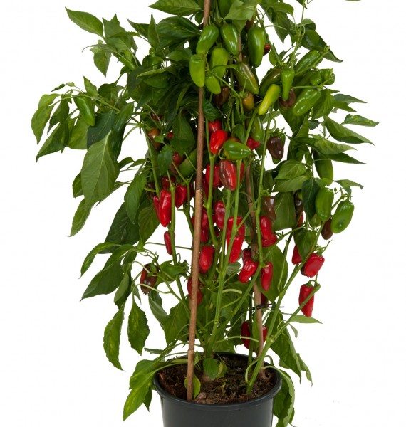 Papryka (Capsicum) Tiny Bells Red Papryka (Capsicum) Tiny Bells Red