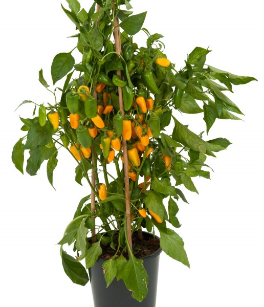 Papryka (Capsicum) Tiny Bells Yellow Papryka (Capsicum) Tiny Bells Yellow
