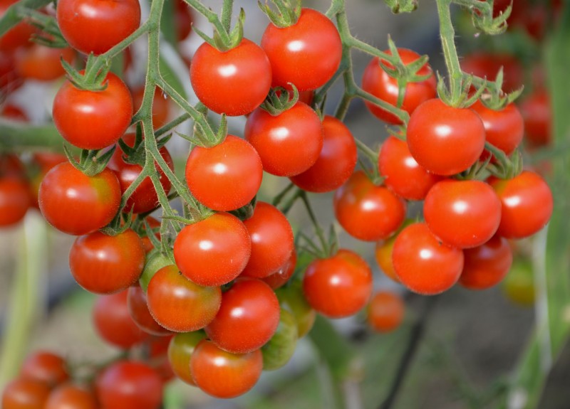 Pomidor (Tomato) Baby Maya Pomidor (Tomato) Baby Maya