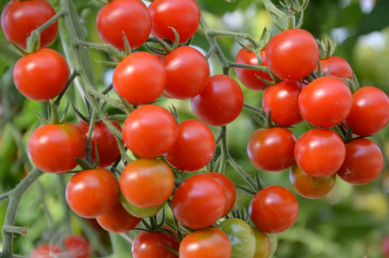 Pomidor (Tomato) Tomaccio Pomidor (Tomato) Tomaccio