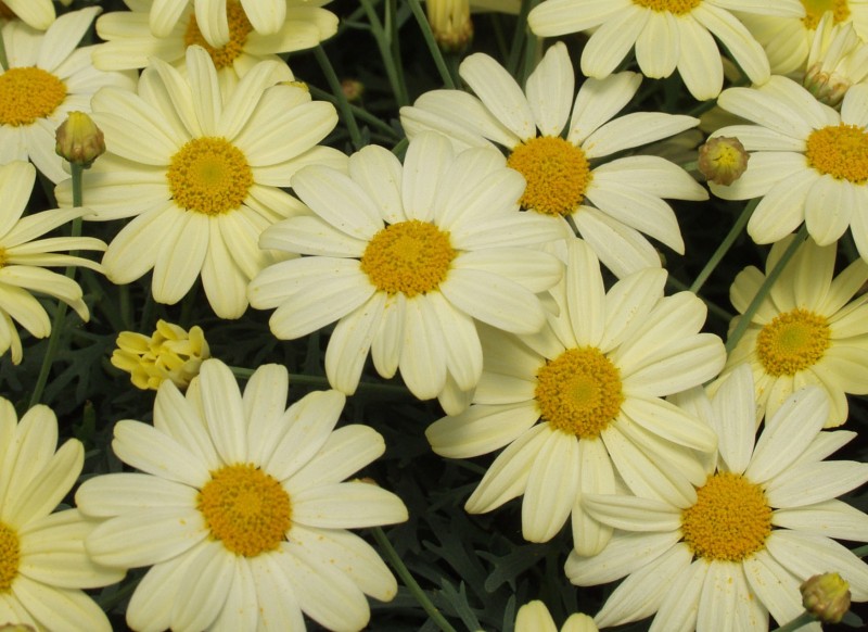 Argyranthemum (Złocień krzewiasty) Argyranthemum (Złocień krzewiasty)
