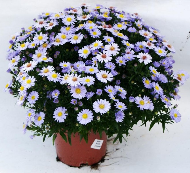 Aster Aster