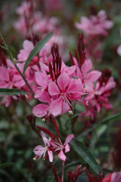 Gaura Gaura