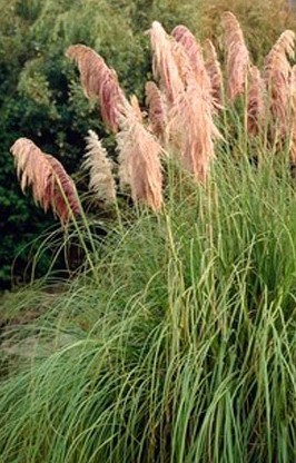 Cortaderia Cortaderia
