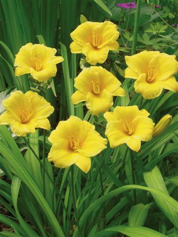 Hemerocallis Hemerocallis