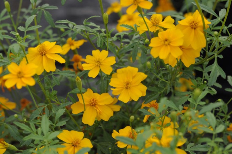 Tagetes (aksamitka) Tagetes (aksamitka)