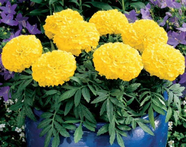 Tagetes erecta seria Antigua (tagetes erecta/aksamitka) Tagetes erecta seria Antigua (tagetes erecta/aksamitka)