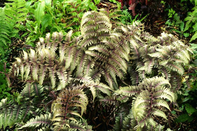 Athyrium - wietlica Athyrium - wietlica