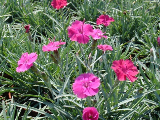 Dianthus - goździk Dianthus - goździk