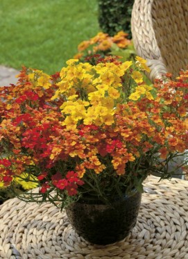Sunsatia®