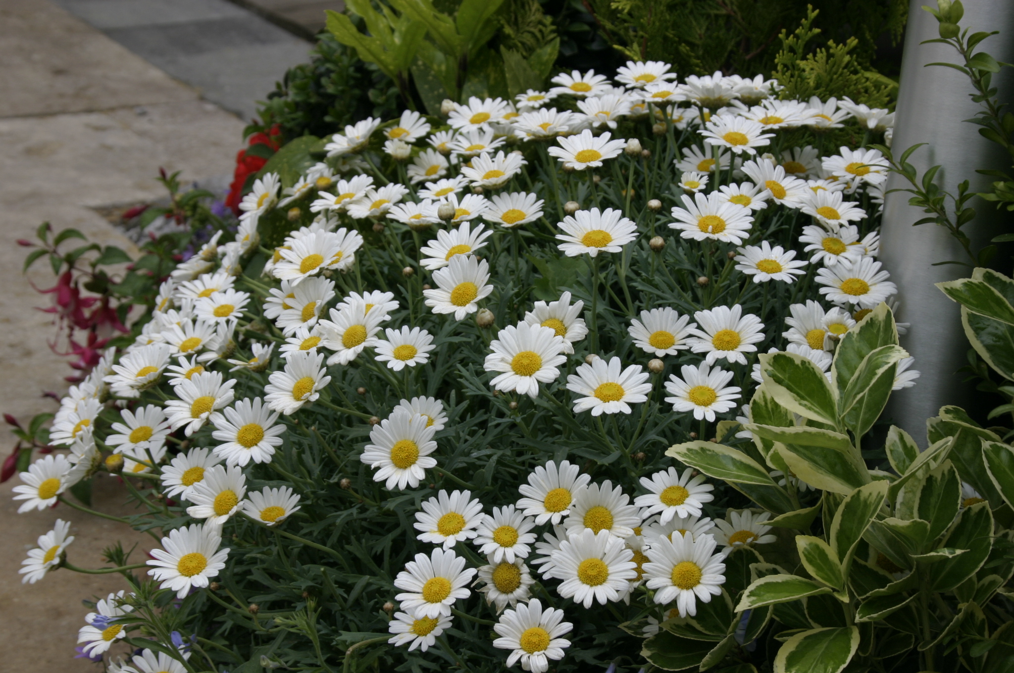 Argyranthemum