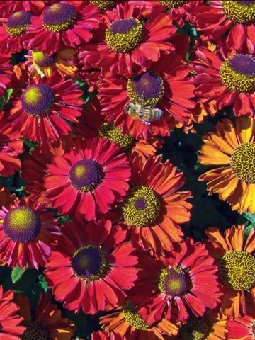 Helenium - Dzielżan Helenium - Dzielżan