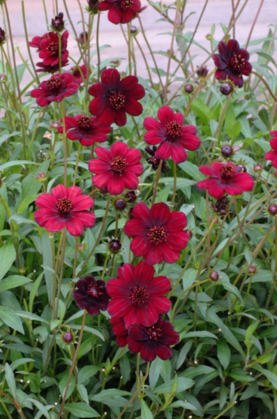 Cosmos (kosmos) Cosmos (kosmos)