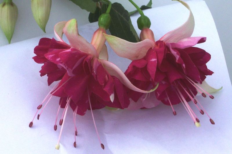 Fuchsia (fuksja) Fuchsia (fuksja)