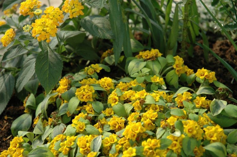 Lysimachia (tojeść) Lysimachia (tojeść)