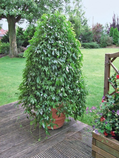 Gynostemma Gynostemma