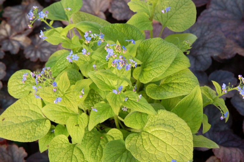 Brunnera - brunera Brunnera - brunera