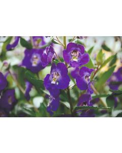 Angelonia Blue Improved