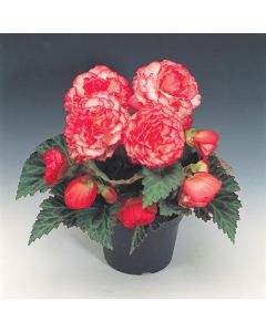 Begonia Nonstop Rose petticoat 264 szt