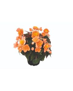 Begonia Bellissa Orange 