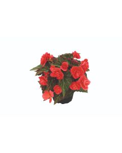 Begonia Bellissa Red