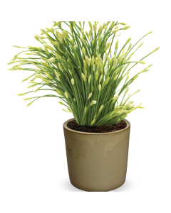 Allium tuberosum 260 szt