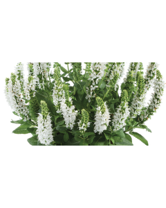 Salvia Apex White
