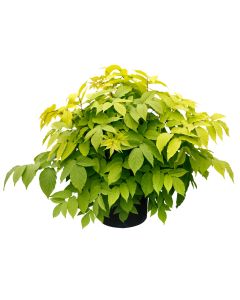 Aralia Sun King