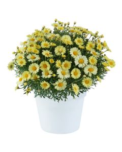 Argyranthemum Lollies Buttermint