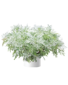 Artemisia Makana Silver