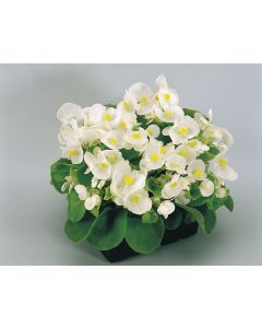 Begonia semperflorens Super Olympia White
