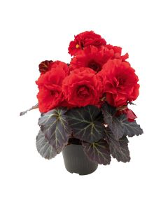 Begonia Mocca Red 84 szt