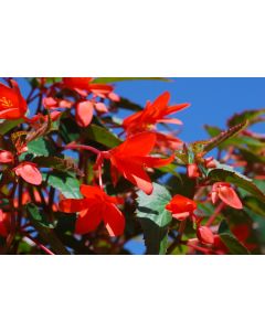 Begonia Summerwings Deep Red