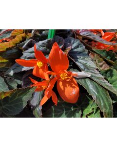 Begonia Summerwings Ebony & Orange