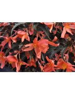 Begonia Summerwings Orange Elegance