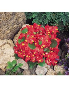 Begonia semperflorens Super Olympia Red 264 szt