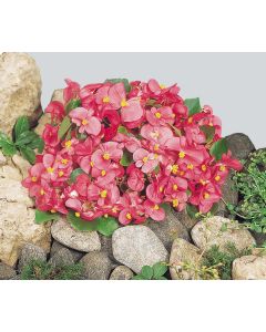 Begonia semperflorens Super Olympia Rose