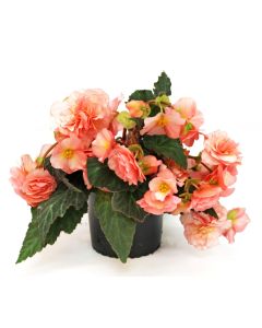 Begonia Sweetspice English Rose