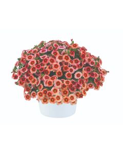 Calibrachoa Eyeconic Peach