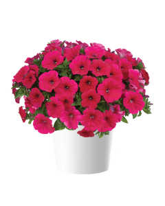 Petunia Cascadias Fuchsia