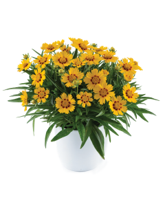 Coreopsis Solanna Bright Touch