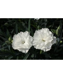 Dianthus Dinamic White