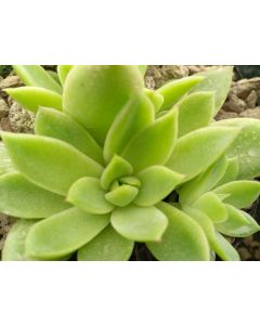 Echeveria Agavoides