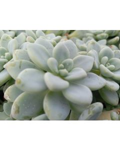 Echeveria Amoena